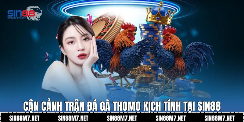 Cận cảnh trận đá gà Thomo kịch tính tại Sin88