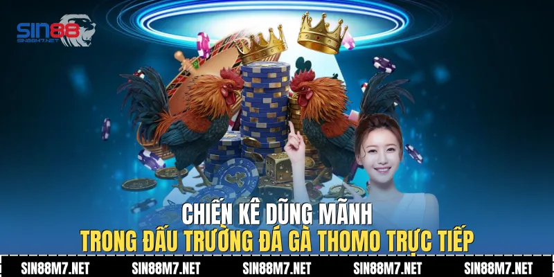 Chiến kê dũng mãnh trong đấu trường đá gà Thomo trực tiếp