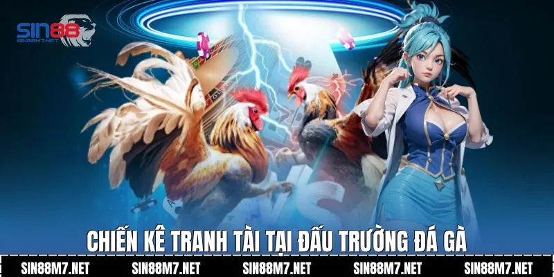 Chiến kê tranh tài tại đấu trường đá gà