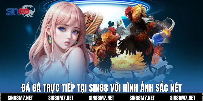 Đá gà trực tiếp tại Sin88 với hình ảnh sắc nét